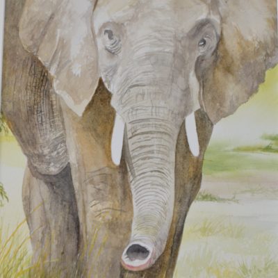 African Elephant watercolor painting by Jim Watters