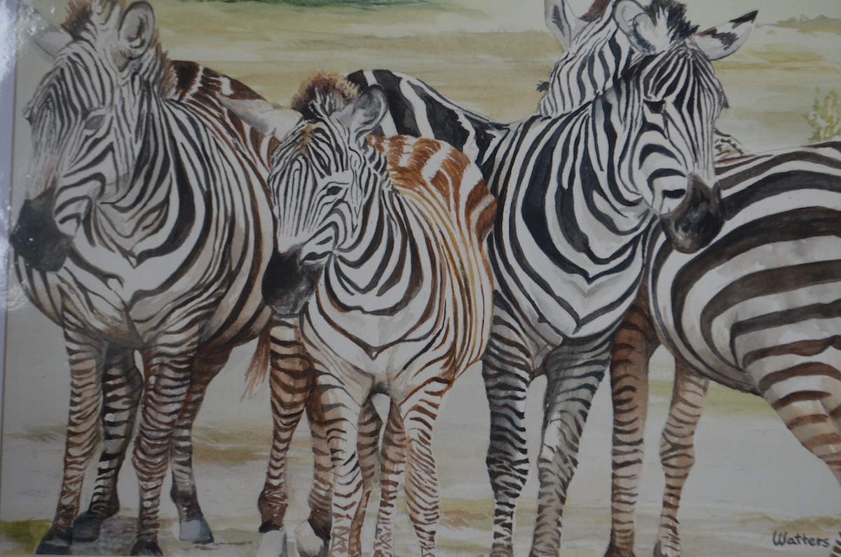 Dazzle of Zebras watercolor painting by Jim Watters
