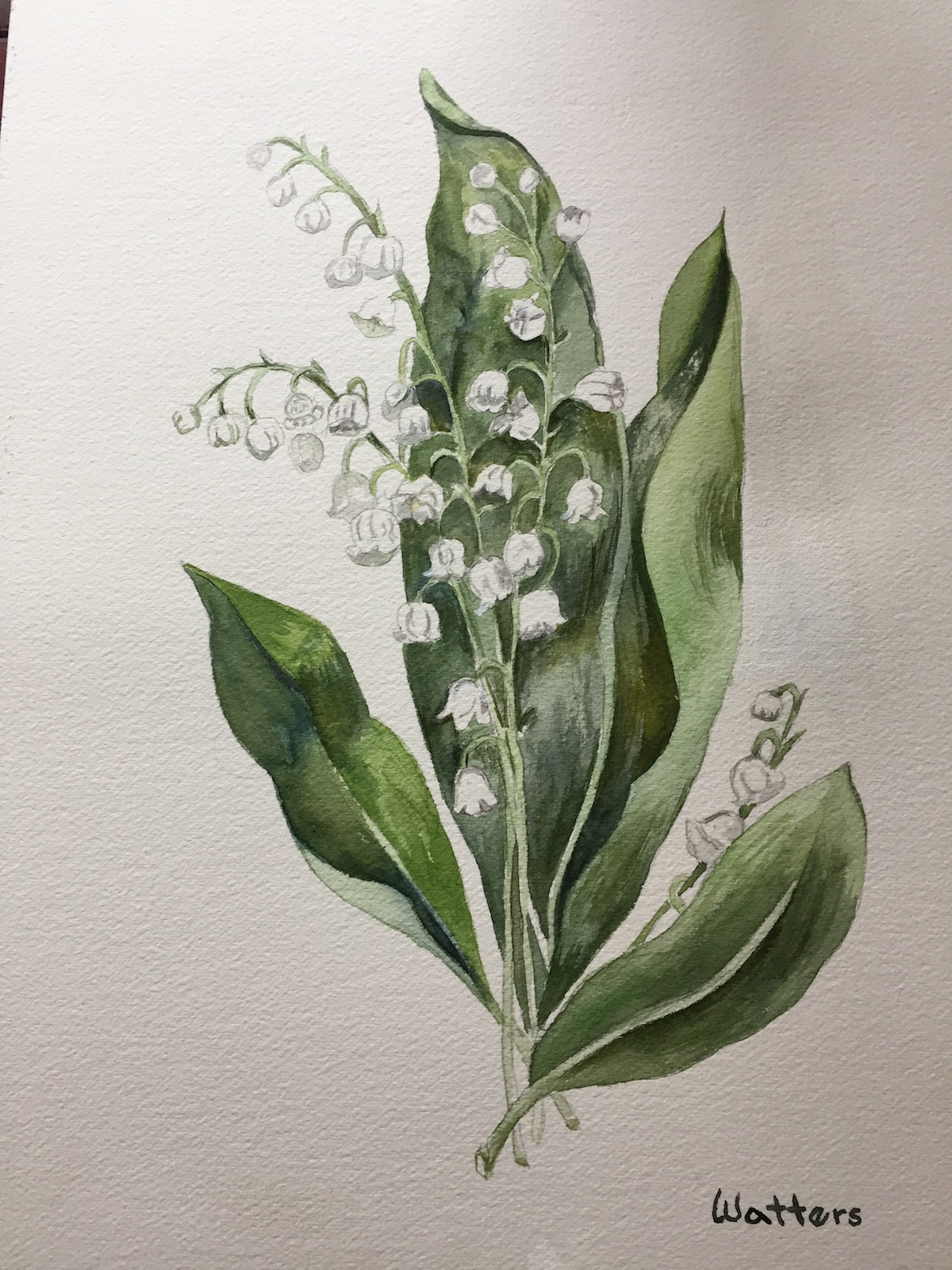Lily of the Valley watercolor painting by Jim Watters