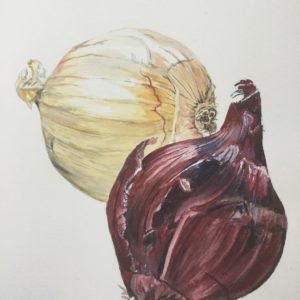 Onions watercolor painting by Jim Watters