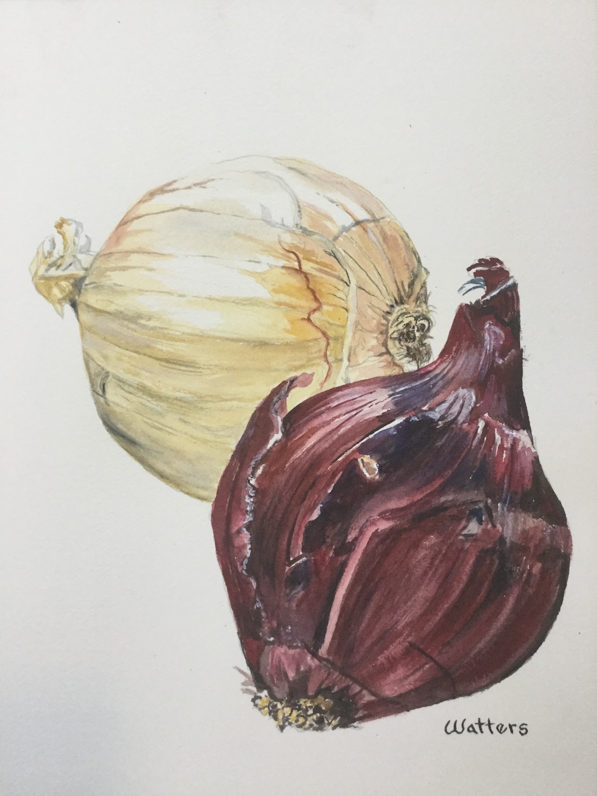 Onions watercolor painting by Jim Watters