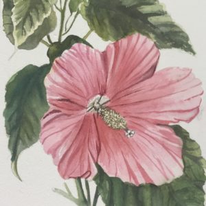 Hibiscus