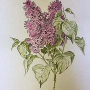 Lilacs