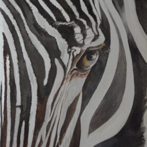 Zebra Close Up