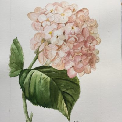 Hydrangea