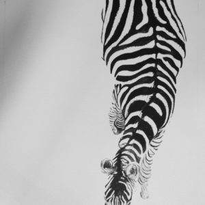 Bird’s Eye View Zebra