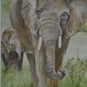 African Elephant and Calf Color