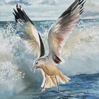 Sea Gull in Flight